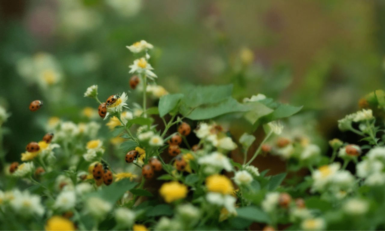 Waarom je tuin binnenkort een lieveheersbeestjes leger nodig heeft