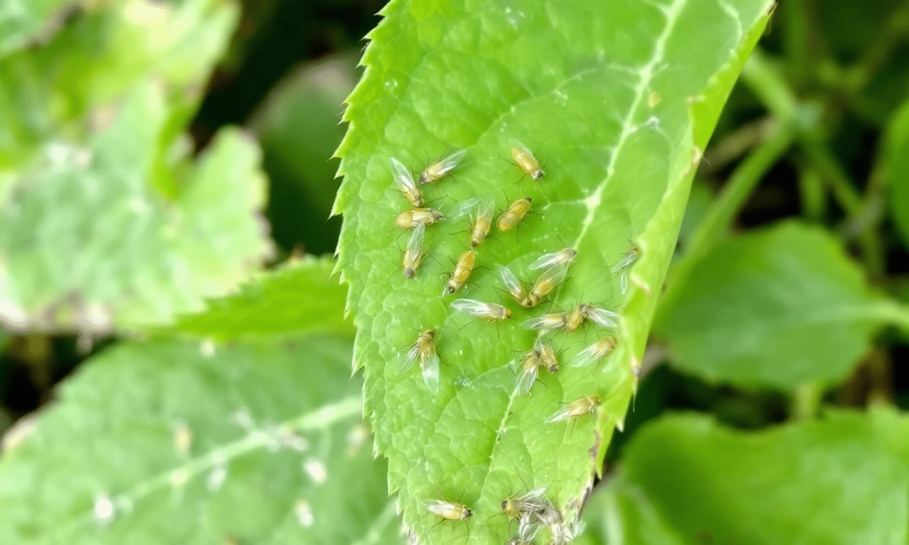 Heb je witte vliegen? Waarom je nú actie moet ondernemen voordat je tuin het opgeeft