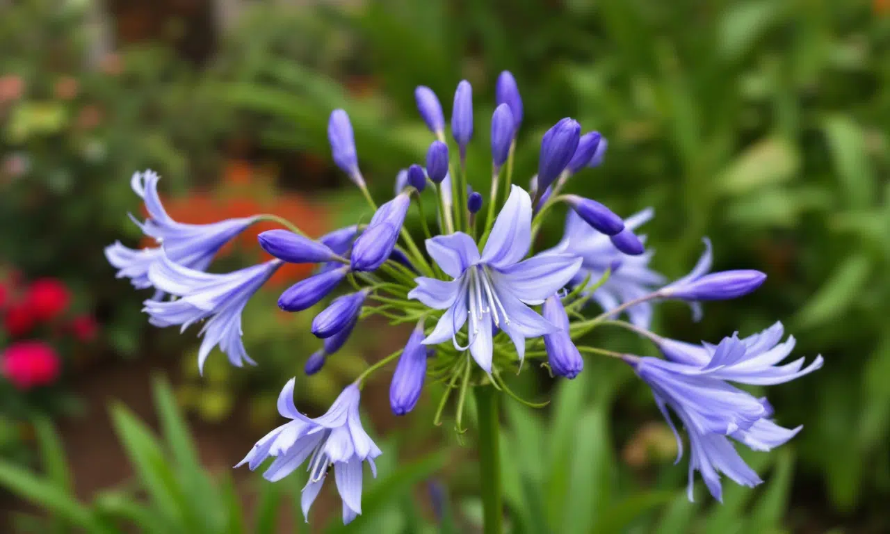 Waarom deze voorjaarstruc voor Agapanthes elke tuinier in mei zou moeten proberen