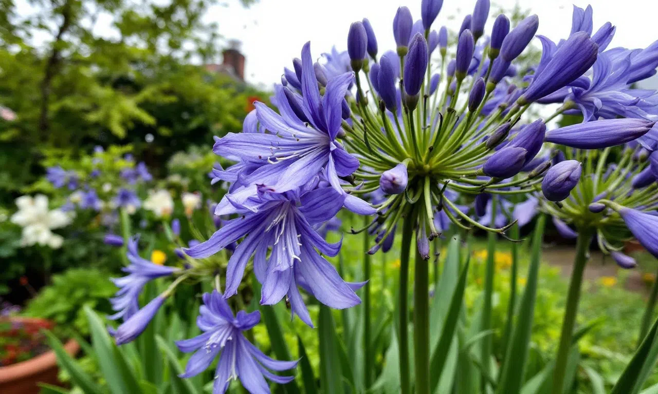 Mis het niet: waarom elke tuinier in mei agapanthes zou moeten vermeerderen