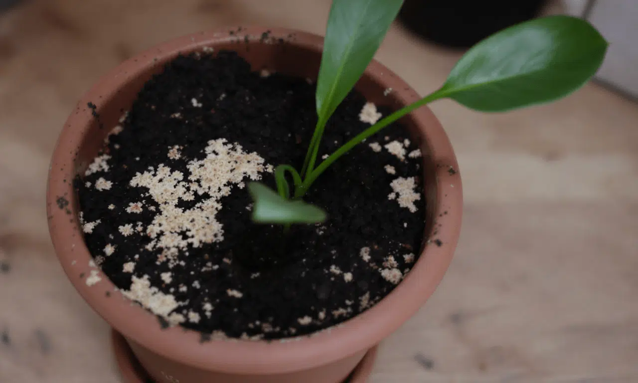 Schimmel op potgrond: onschuldig of risico voor gezondheid en planten? Wat je moet weten