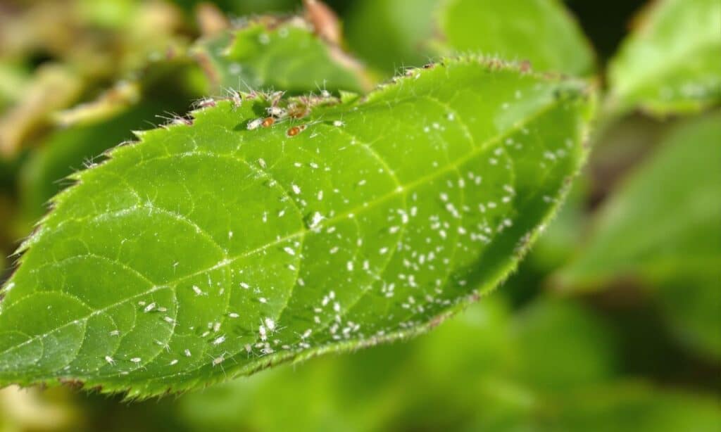 Deze keukentruc verjaagt witte vliegen binnen 48 uur – tuinexperts zijn verbaasd