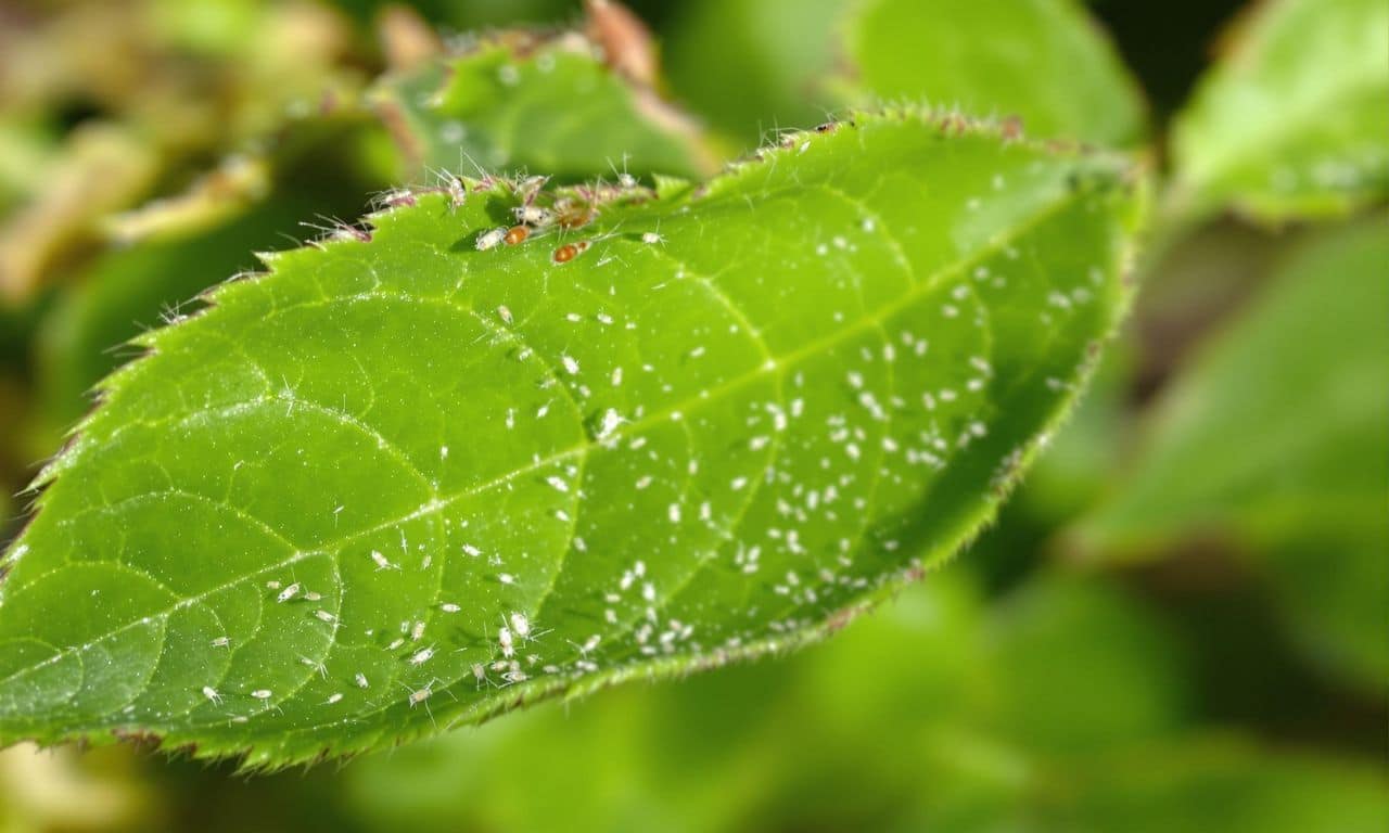 Deze keukentruc verjaagt witte vliegen binnen 48 uur – tuinexperts zijn verbaasd