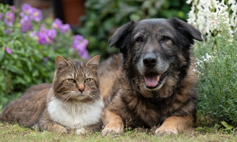 Gezelschapsdieren en tuinplanten: deze gratis combinatie beschermt beide zonder chemie